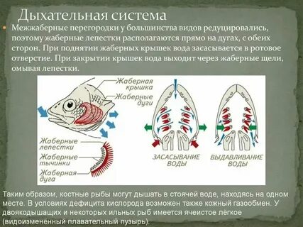 Жабры класс хрящевые рыбы