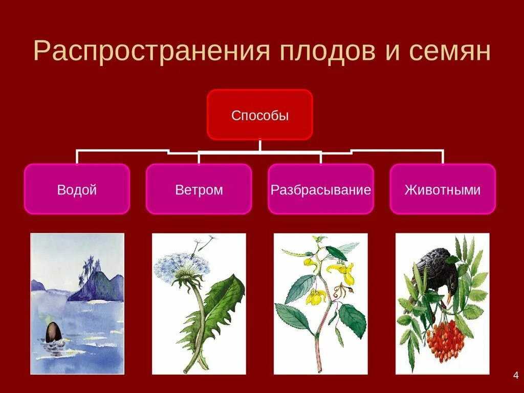 Распространение семян деревьев. Распространение плодов и семян. способы распространения плодов и семян. схема распространения семян. распространение плодов и семян животными.