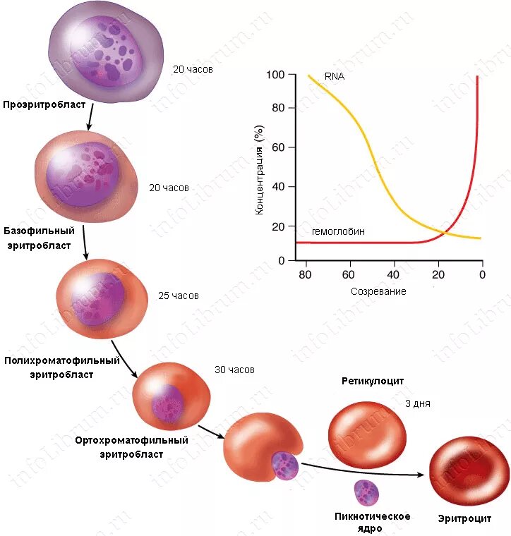 Стадии развития крови. Жизненный цикл эритроцита схема. Жизненный цикл эритроцитов. Цикл развития эритроцитов. Степени созревания эритроцитов.