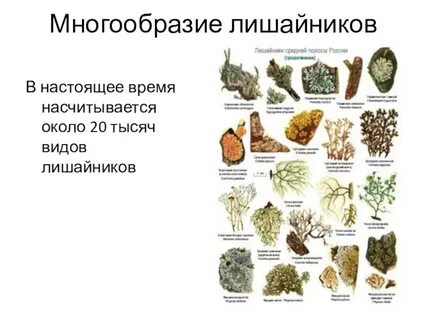 Название лишайников 5 класс