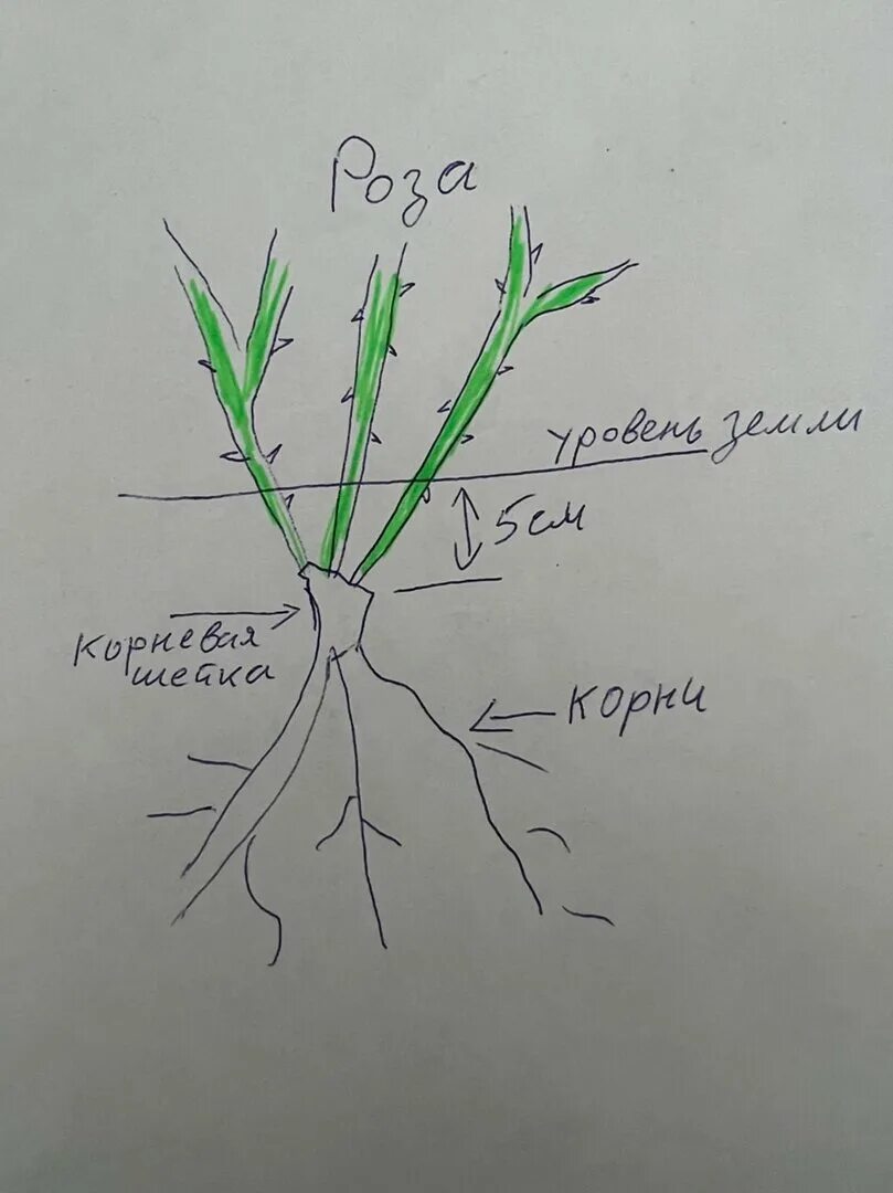 Корневая шейка у розы. Заглубленная корневая шейка. Прививка и корневая шейка у роз. Место прививки у розы. Заглублять ли розы при посадке