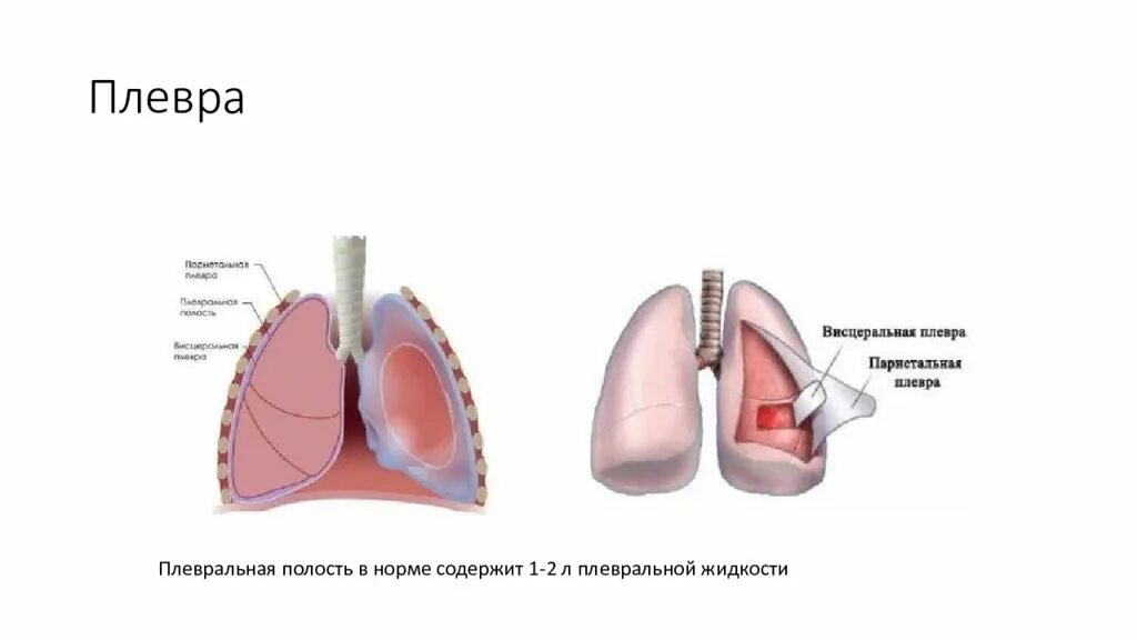 Легочная плевра строение. Строение легких легочная плевра. Строение легочной и пристеночной плевры. Строение легкого плевра.