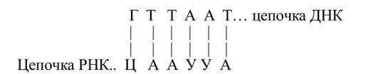 Цепочка ДНК И РНК. ДНК И РНК буквы. Цепочки ДНК И РНК буквы. Цепочки ДНК буквы.