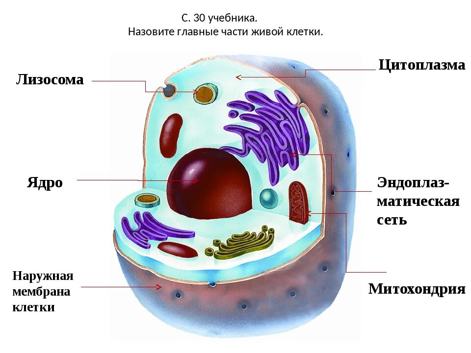 Любая клетка состоит. Клетка ядро цитоплазма мембрана. Основные части клетки 5 класс биология. Основные части клетки рисунок. Строение живой клетки 5 класс биология.