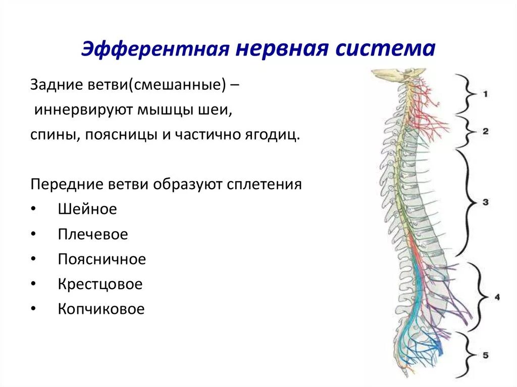 Какие функции выполняет периферическая нервная система. Периферическая НС строение функции. Структуры периферической нервной системы спинного мозга. Периферическая нервная система анатомия. ЦНС периферическая НС функции.