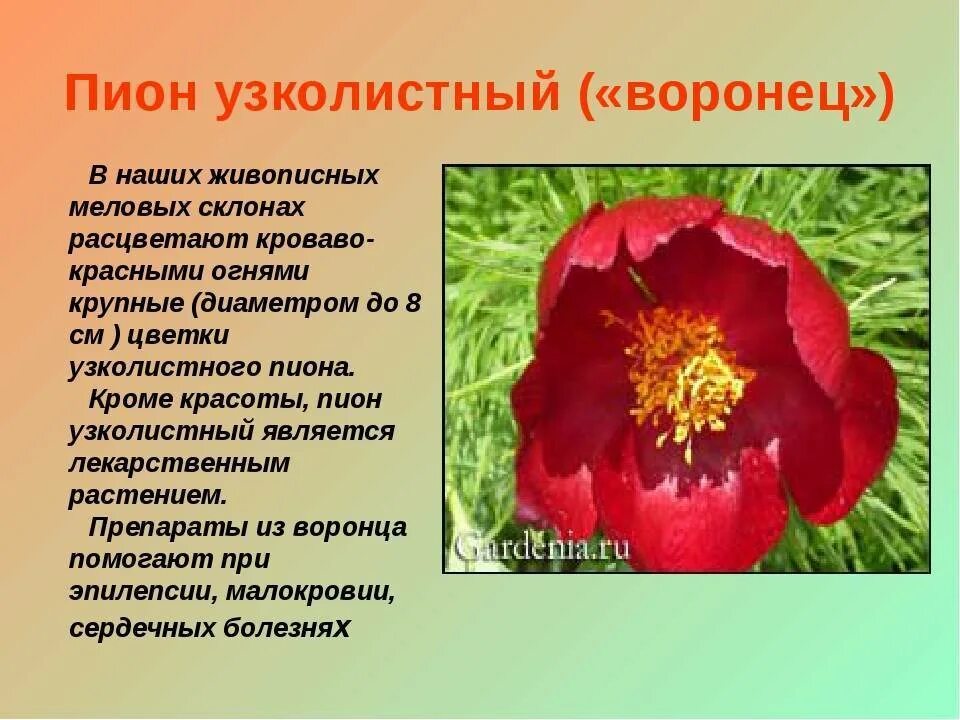 Купальница европейская лепестки. Пион тонколистный ареал. Пион тонколистный семена. Купальница китайская. Лотос красная книга краснодарского края.
