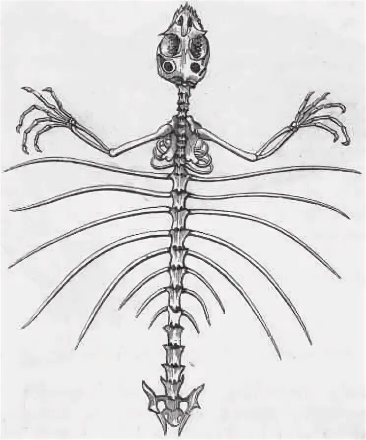 Грудина у ящерицы. Скелет ящерицы грудная клетка. скелет пресмыкающихся грудная клетка. скелет варанов грудная клетка. скелет ящерицы тату.
