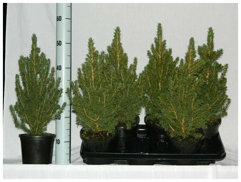 Ели коники отзывы. Ель conica. Ель колючая super blue seedling. Ель коника отзывы. Ель коника саженец.