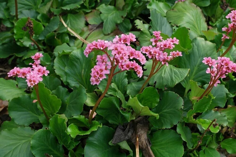Бадан (bergenia). Бадан толстолистный bergenia crassifolia. Бадан сердцелистный (bergenia cordifolia). Кустарник бадан фото. Бадан толстолистный (в.