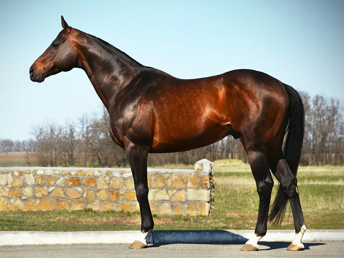 Английская чистокровная верховая лошадь гнедая. Верхова лошадь. Верхова лошадь. Английская чистокровная верховая лошадь. Английская чистокровная верховая лошадь.