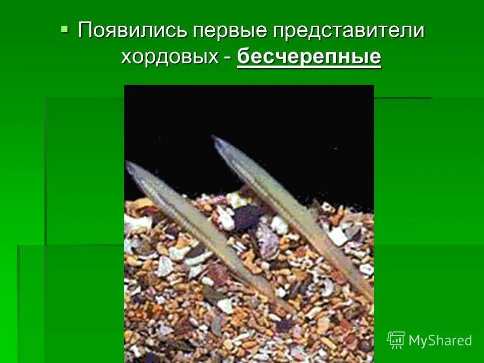 Бесчерепные представители. Тип ланцетники биология 7 класс. В какой эре появились бесчерепные. Тип хордовые бесчерепные строение. Бесчерепные хордовые.