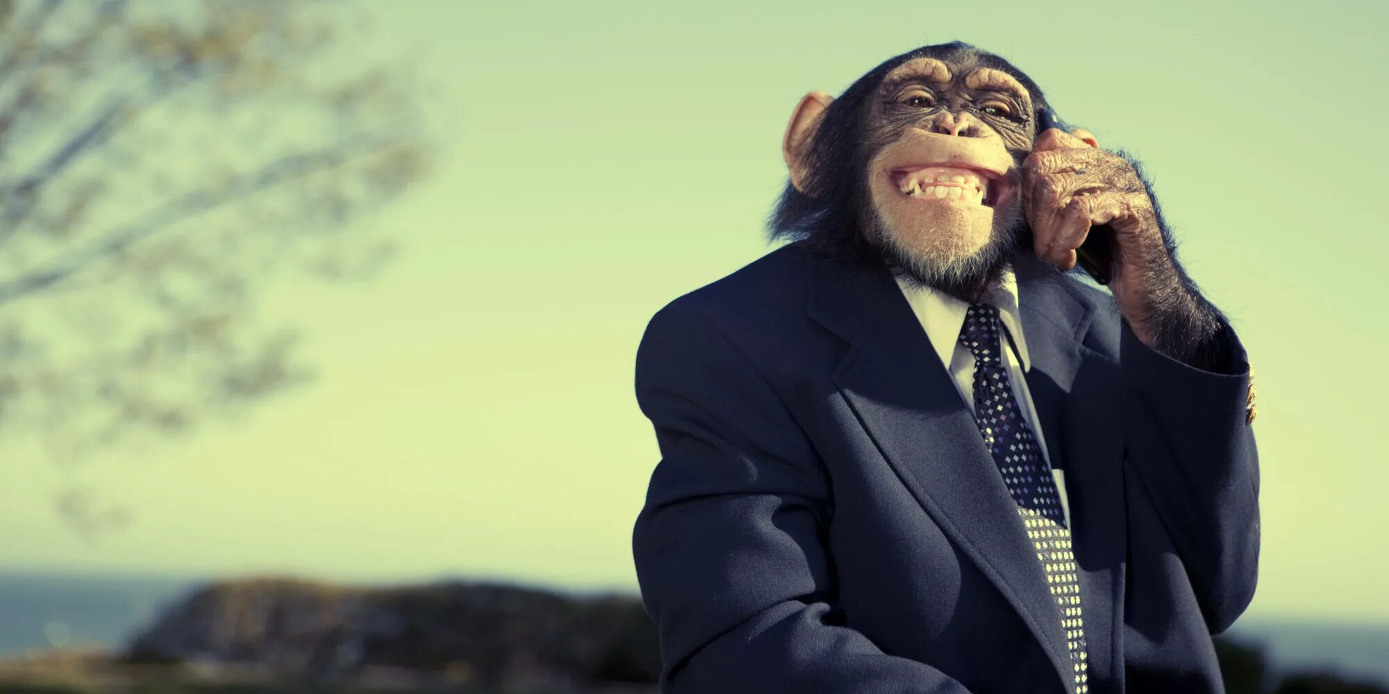 Мужчина обезьяна любовь. Обезьяна в пиджаке. Обезьяна в галстуке. Костюм обезьянка. Robert обезьяна.