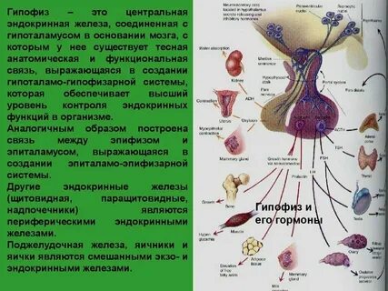 Центральные эндокринные органы гистология