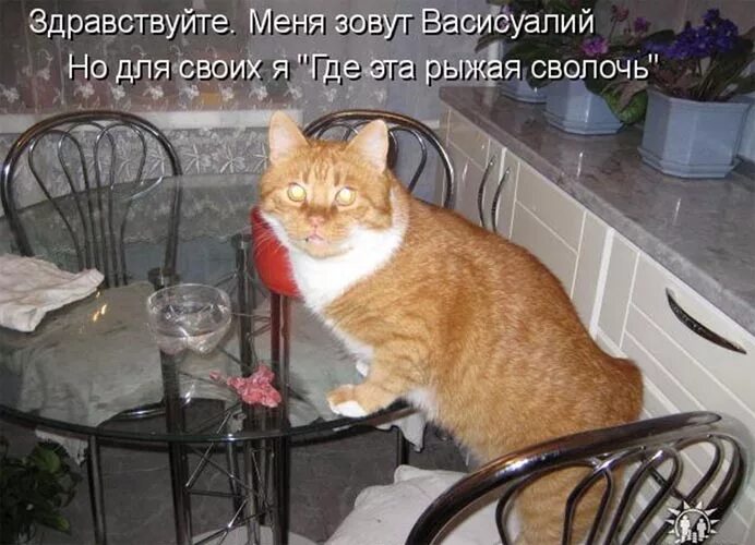 ну как будете дома. ну как будете дома. ну ты как картинки. хозяин психанул на кота. котики приколы.