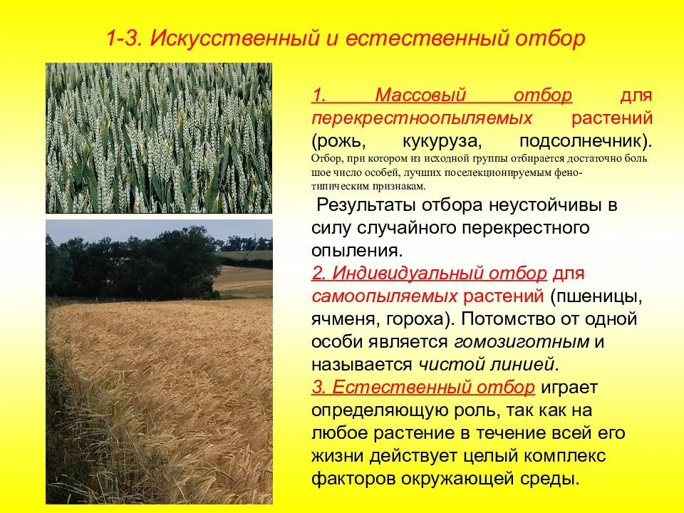 Массовый отбор в селекции растений. Массовый и индивидуальный отбор. Индивидуальный отбор в селекции. Массовый искусственный отбор. Чистая линия это потомство