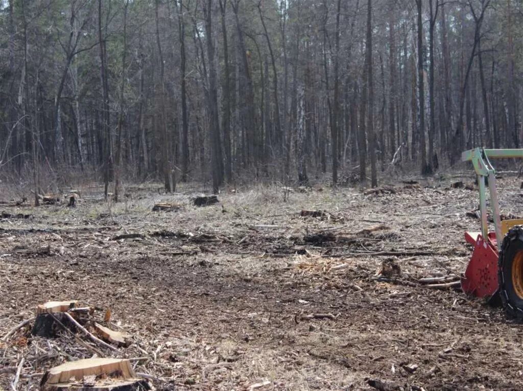 Восстановление елового леса после пожара. Восстановление леса после пожара. Лес после пожара. Восстановление лесов после пожаров. Лес в Тольятти после пожара.