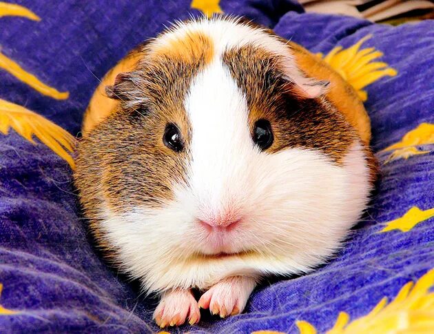 Sleeping princess Cute guinea pigs, Guinea pigs, Pet guinea pigs