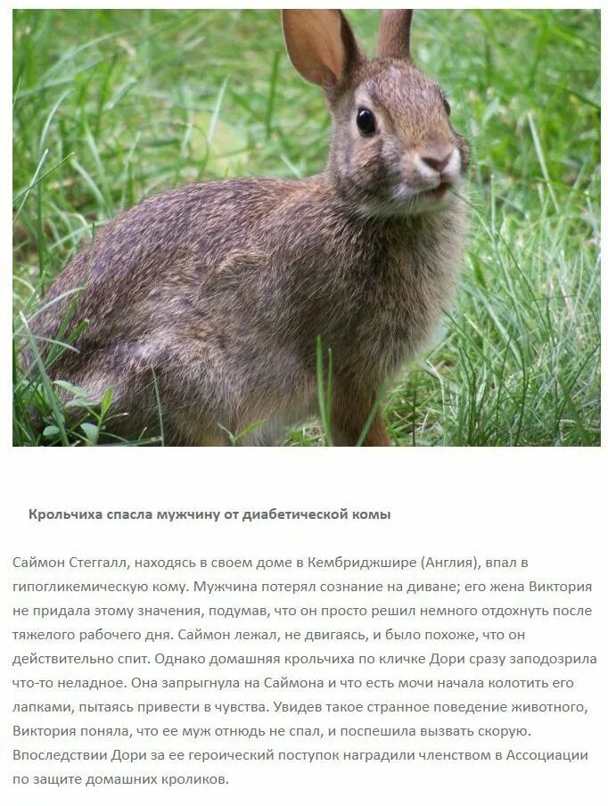 Спас животное рассказ. Истории спасения животных людьми. рассказ о спасении животных. рассказ про спасение животных человеком. рассказы о животных в реальной жизни.
