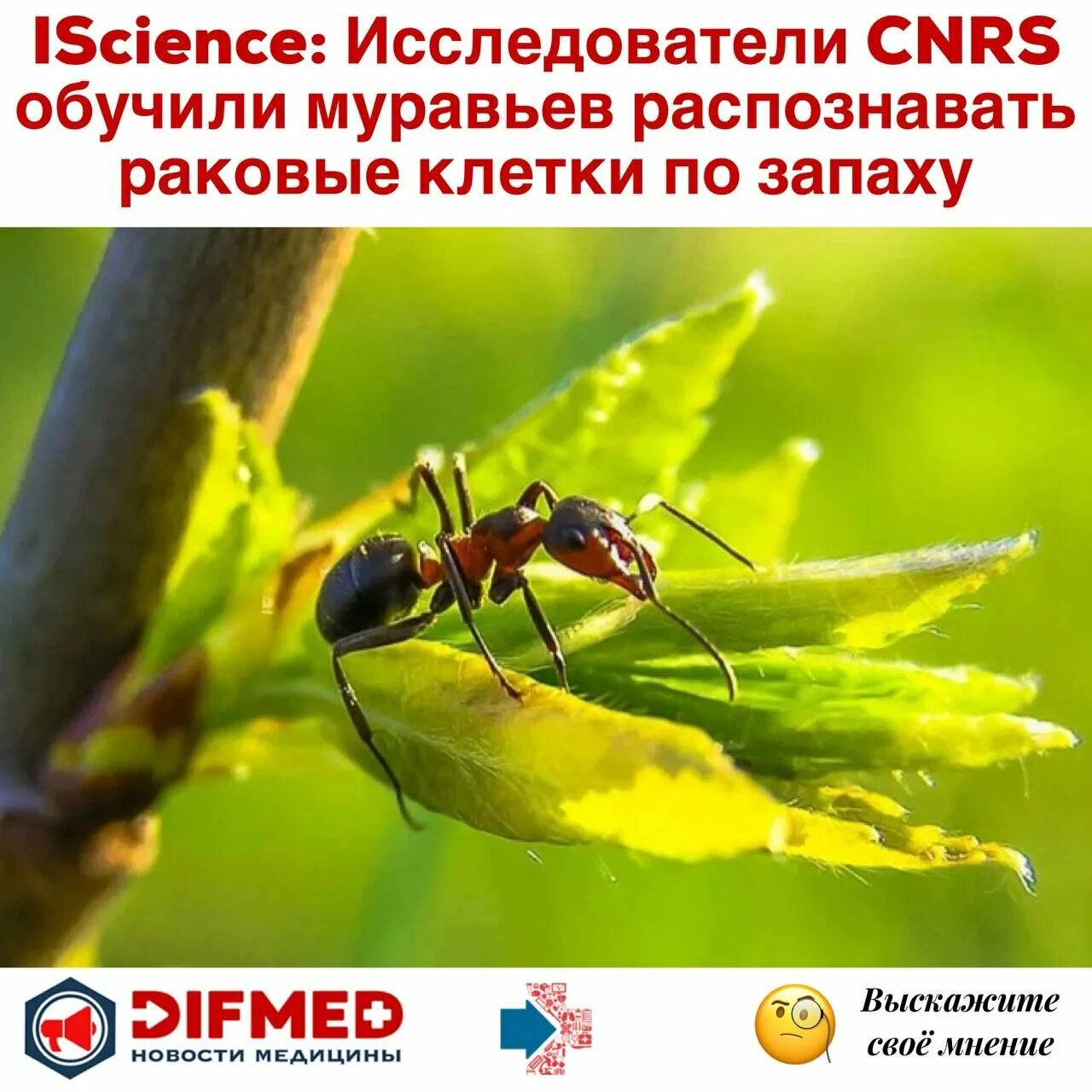 Сурецкий муравей. Австралийский муравей бульдог. Красные муравьи. Мирмекофобия это. Муравьи боязнь.