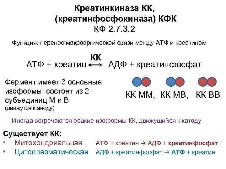 Кфк кк. КФК фермент. Креатинкиназа КФК. Повышение уровня КФК. Повышение активности креатинфосфокиназы в крови биохимия.