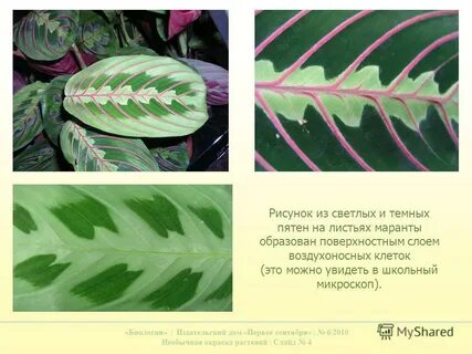 Маранта скручивает листья