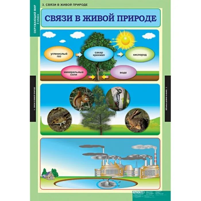 Окружающий мир. Взаимосвязи в живой природе. Учебная таблица окружающий мир. Окружающий мир начальная школа.