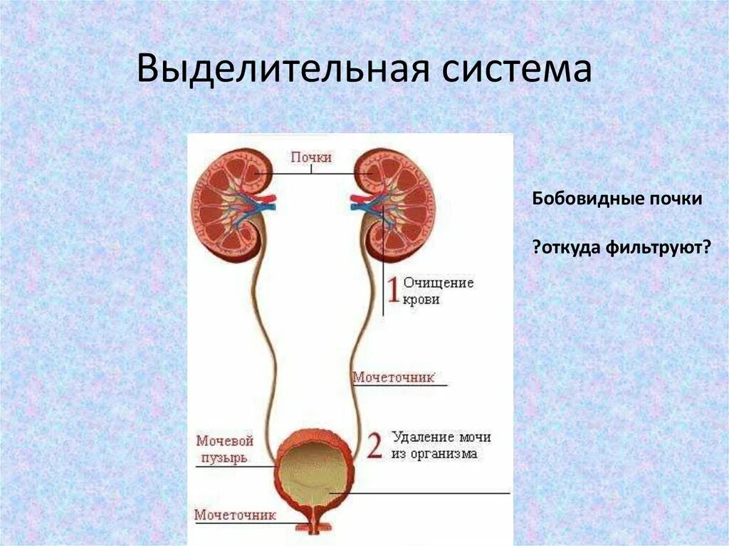 Система органов животных выделительная система. Выделительная система млекопитающих схема. Строение выделительной системы животных. Выделительная система животных 5 класс схема.