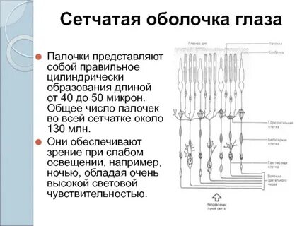 Сетчатая оболочка