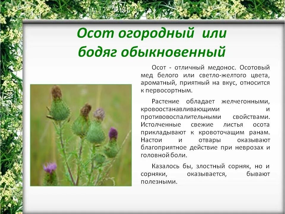 Бодяк полевой листья. Осот Бодяк огородный. Осот Бодяк медонос. Бодяк полевой (осот).