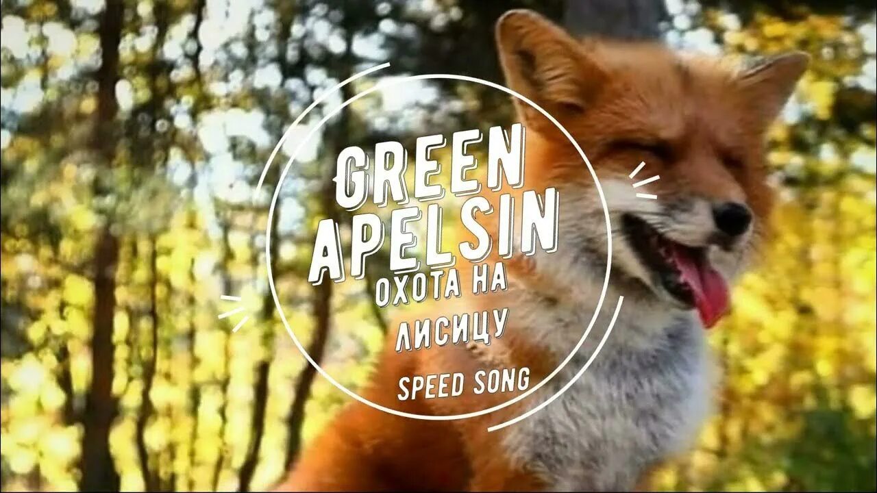 Грин апельсин охота на лисицу. Green Apelsin клип охота на лисицу. Охота на лисицу Green Apelsin обложка. Green Apelsin проклятие охота на лисицу. Охота на лисицу квашеная