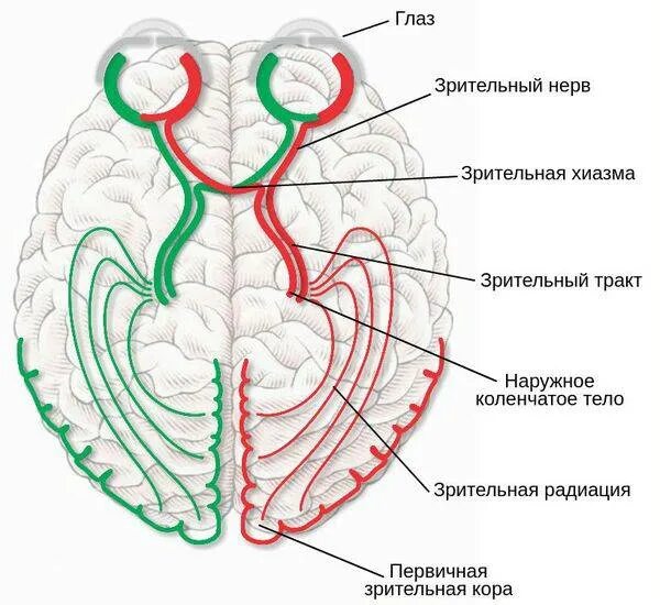 Зрительный нерв образован. Зрительный нерв входит в полость черепа через. Зрительный нерв строение анатомия. Зрительный путь головной мозг вид снизу. Зрительный Перекрест анатомия.