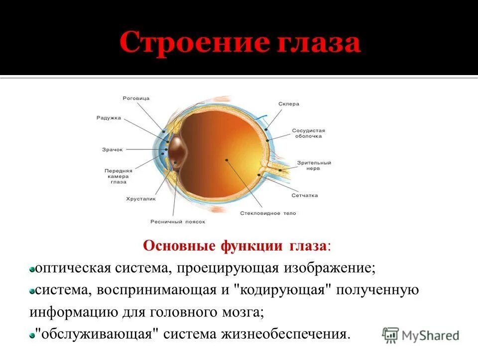 Презентация глаз как оптическая система 9 класс