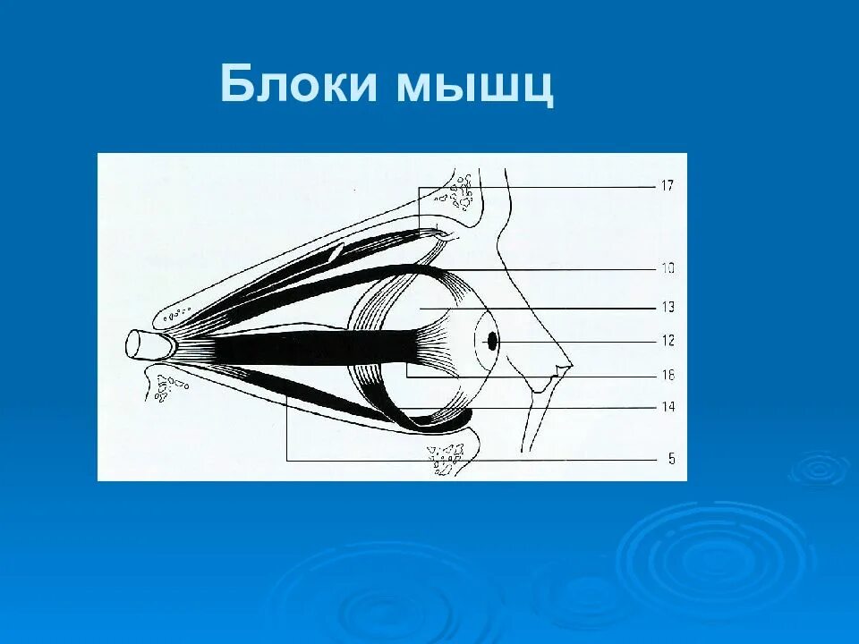 Блок мышц. Блок мышцы. вспомогательный аппарат мышц блоки. мышечные блоки анатомия. блоки мышц строение.