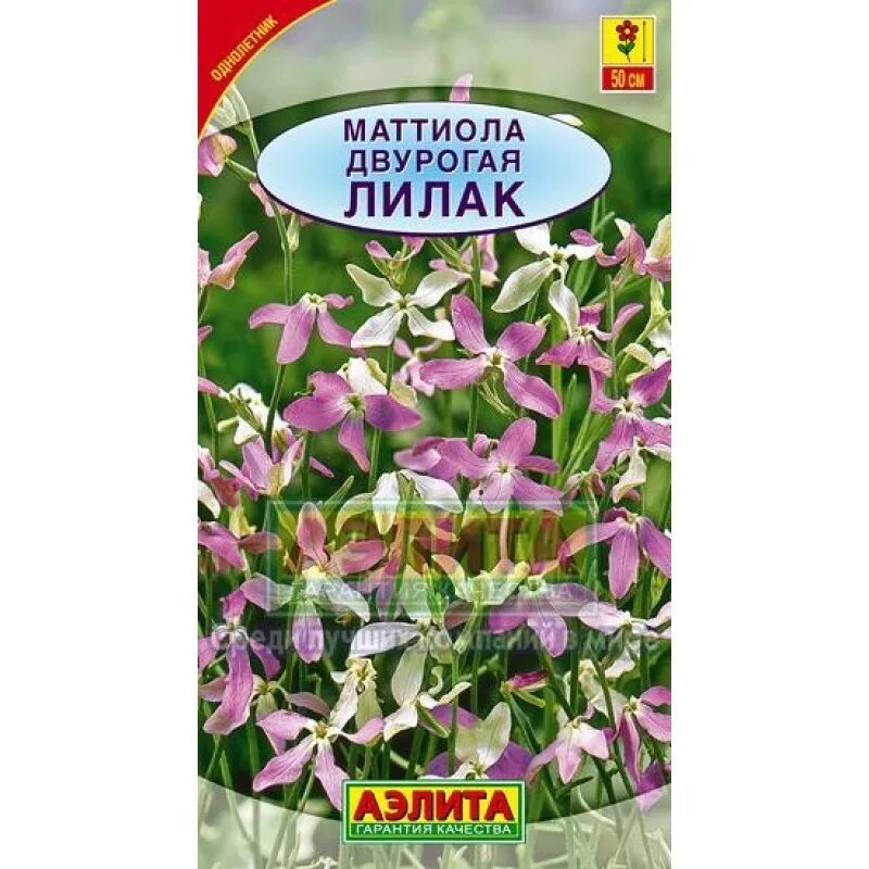 маттиола двурогая лиловая. маттиола лилак аэлита ц. маттиола двурогая лилак. маттиола двурогая семена. маттиола двурогая выращивание из семян.
