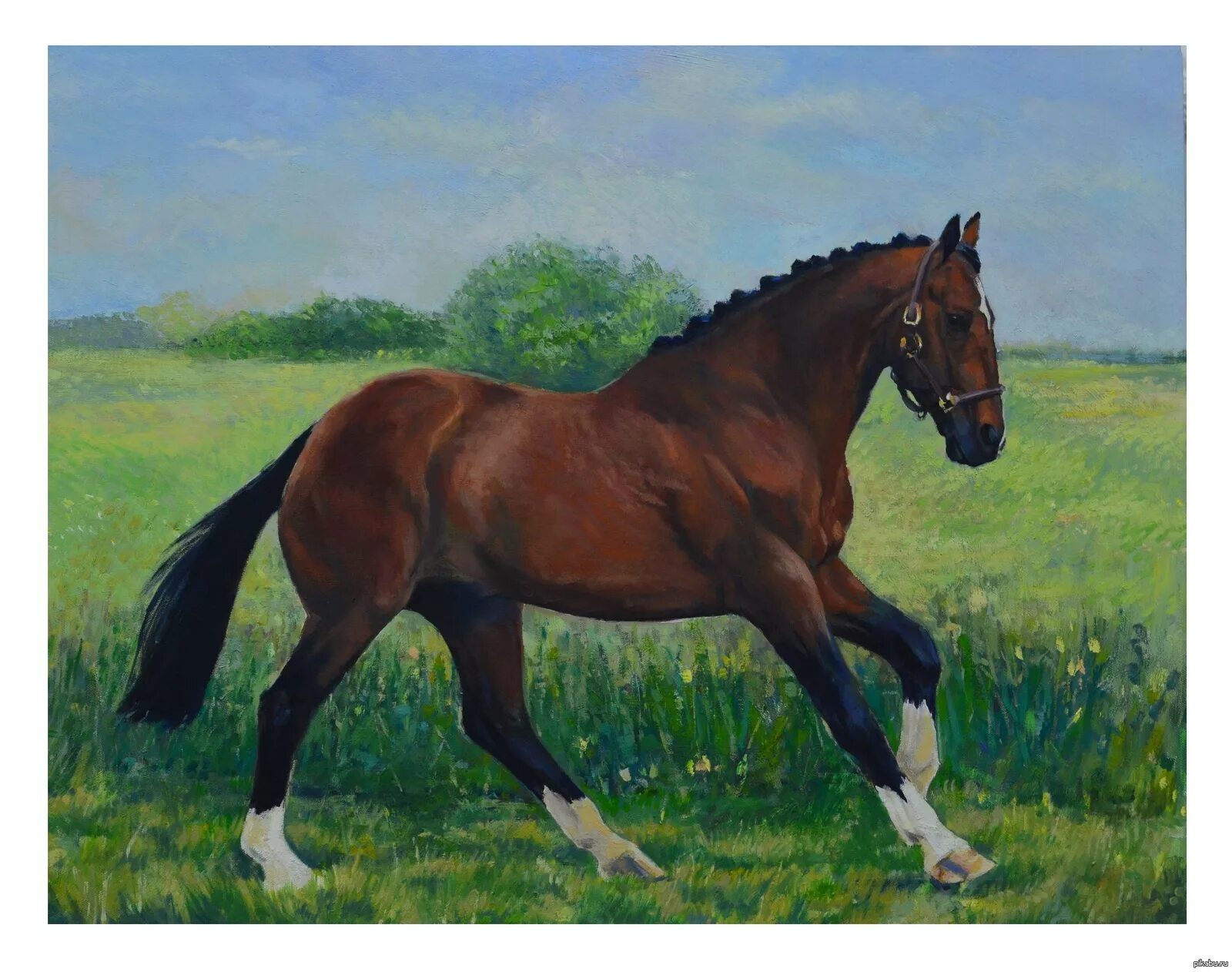 Конь. Коричневая лошадь. Решу кони. Лошадь на дыбах. Решу кони.