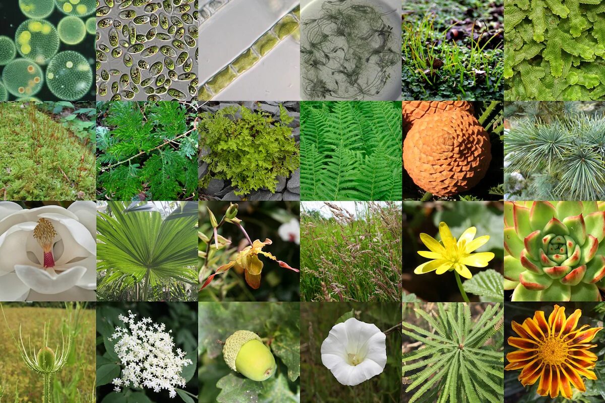 Plant diversity. Land Plant. The Evolution of Plants. Plant species. Contain plants