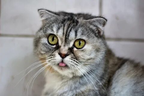 Приют для кошек барнаул