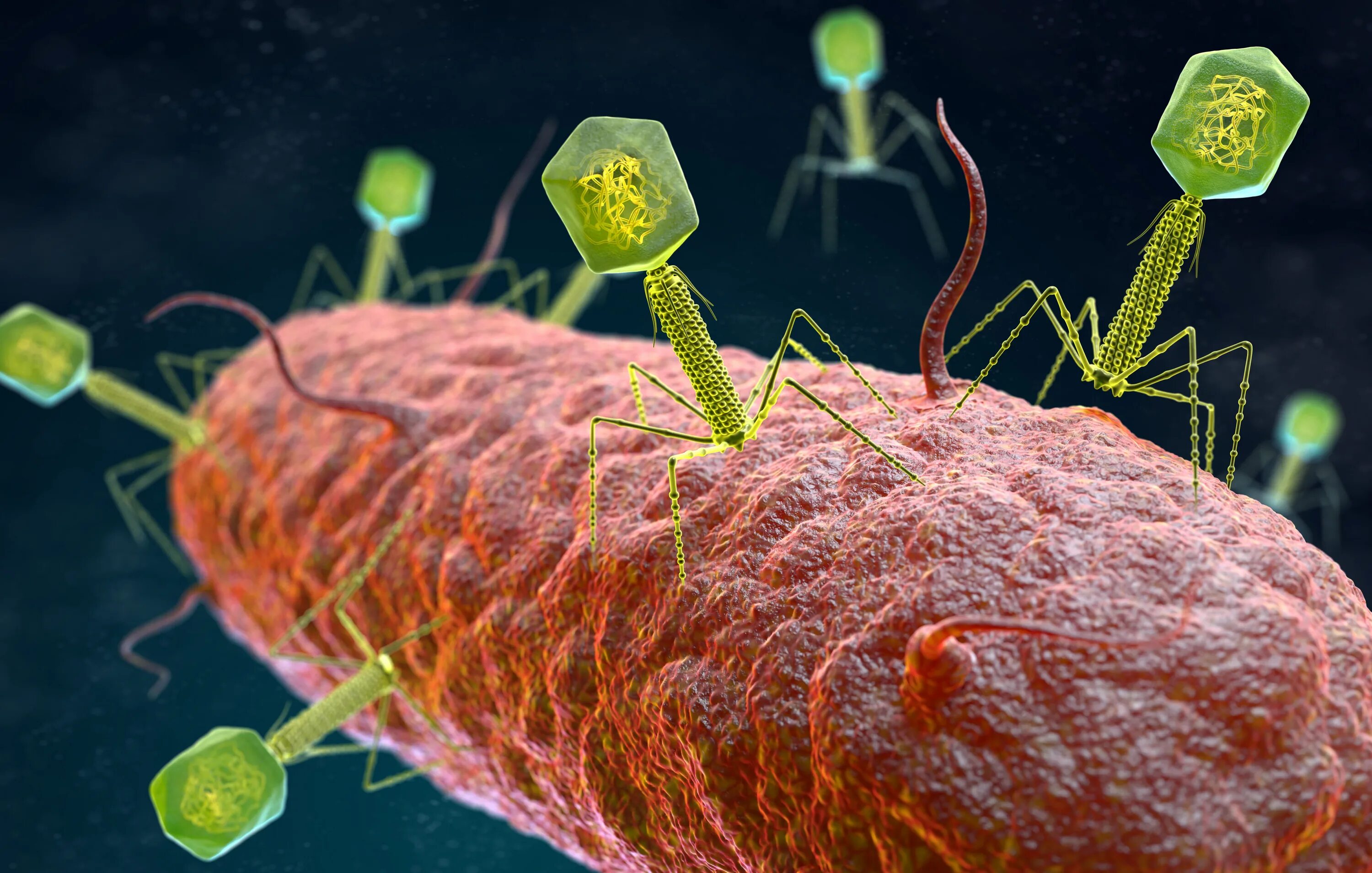 Есть ли у вирусов клетки. Вирус бактериофаг. Бактериофаг и бактерия. Бактериофаги- Пожиратели бактерий. Бактериофаги вирусы микроорганизмов.