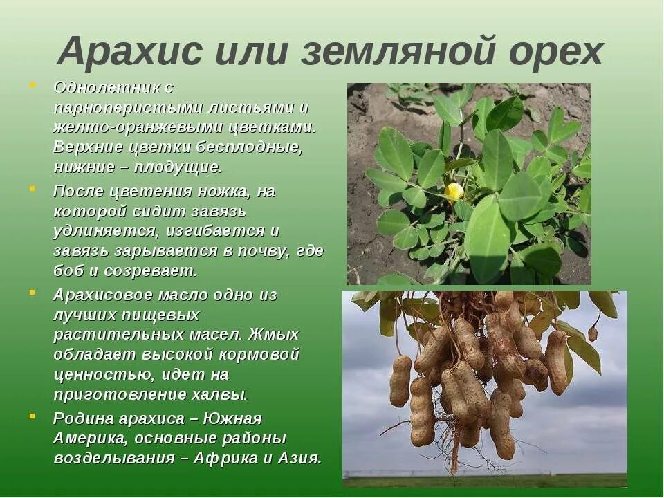 Арахис презентация. Арахис африка. Арахис в южной америке. Как называется земляной. Как называется земляной.