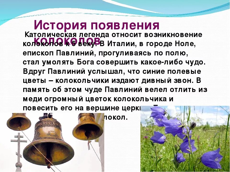 К какой группе относятся колокольчики