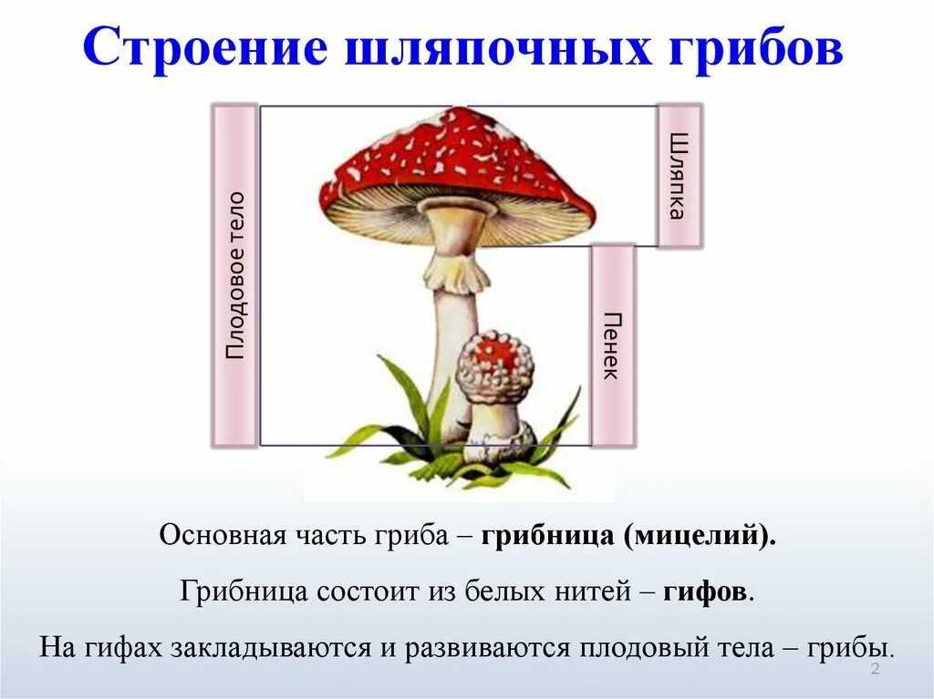 Изучение строения плодовых тел шляпочного гриба. Строение шляпочного гриба мухомора. строение шляпочного гриба строение.