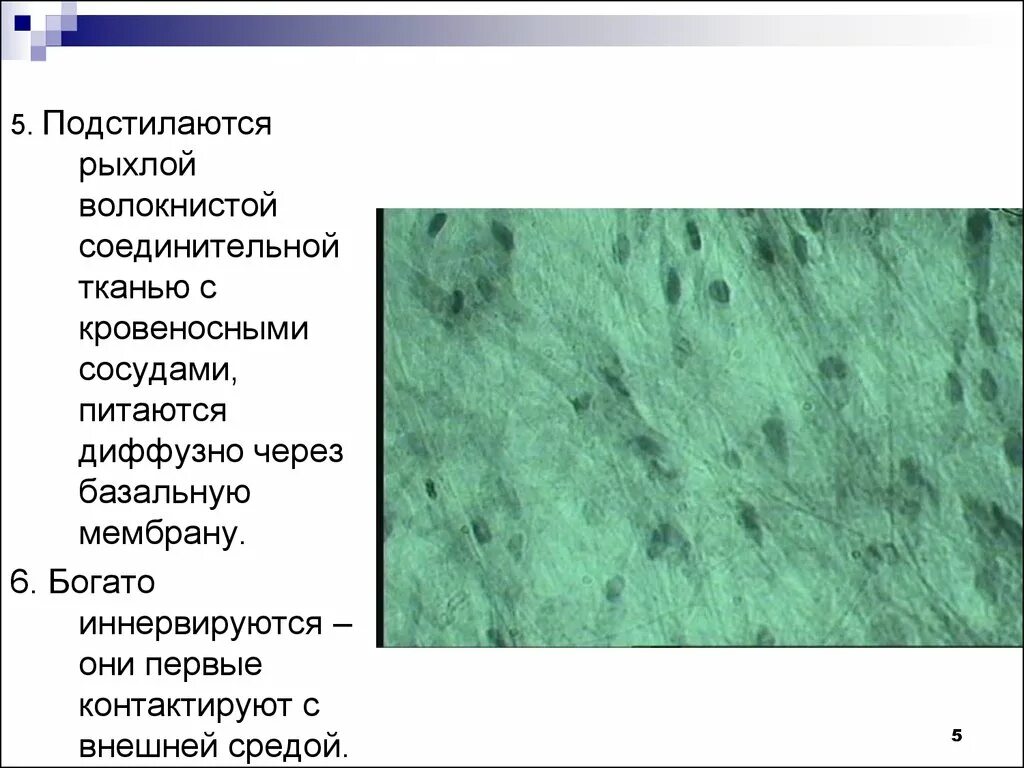 Диффузное соединительных тканей