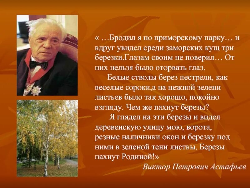 Астафьев березы. Астафьев бродил и бродил по Приморскому парку. В Астафьев бродил и бродил я. Родные березки изложение