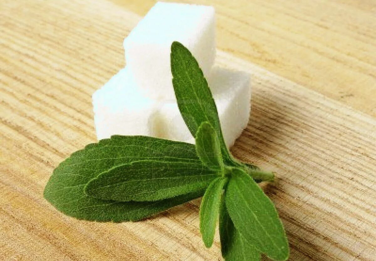 Стеви. Stevia rebaudiana. Стевия сахарозаменитель растение. Стевия rebaudiana медовая. Стевия Ребо.