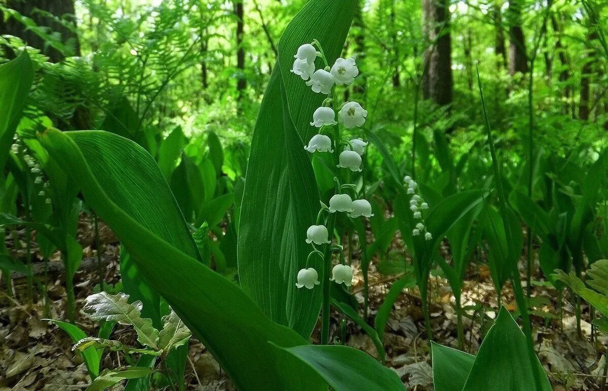 Когда ты входишь в лес душистый и прохладный. Лесные травы. В лесу растет душистый. Цветут сибирские дикоросы. Земляника лесная полянка.