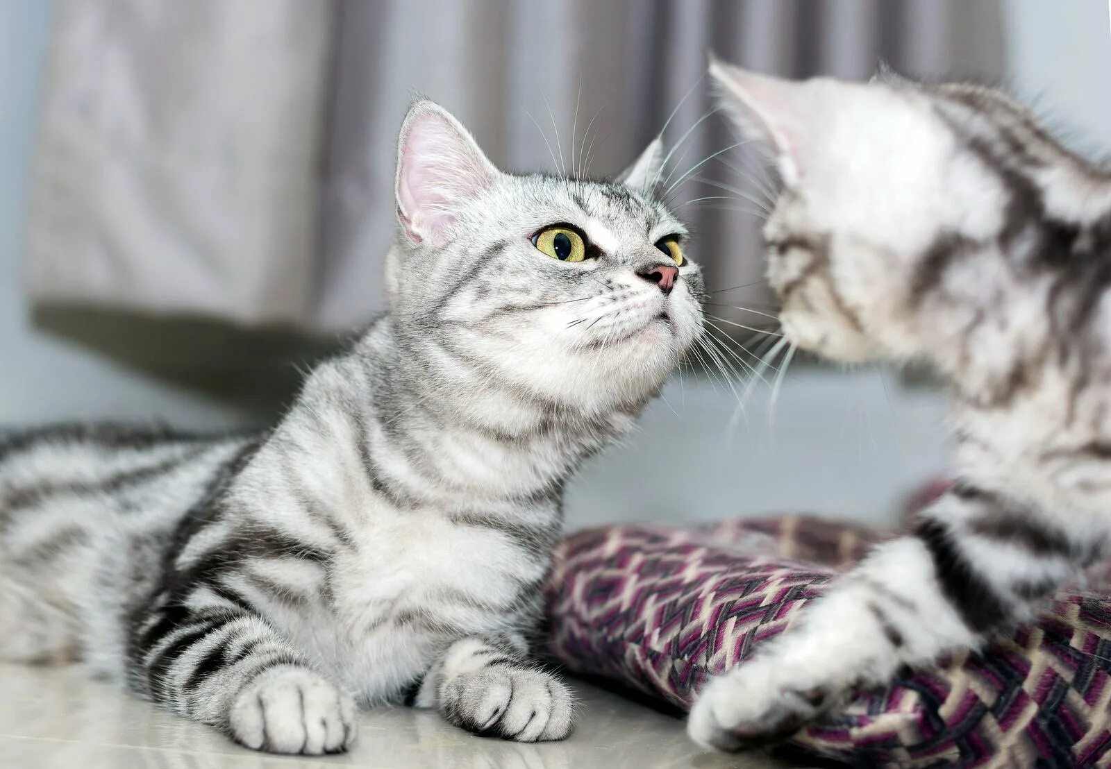 Американская короткошёрстная кошка котята. Мериканская короткошёрстная кошка. Порода кошек американская короткошерстная. Американский короткошерстный кот.
