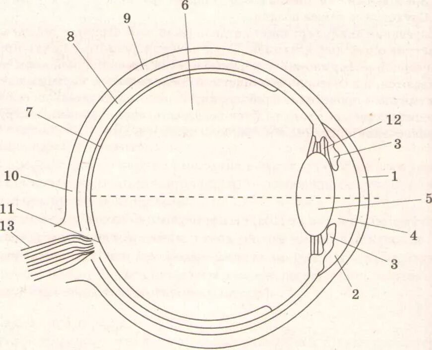Обозначьте на рисунке строение глаза