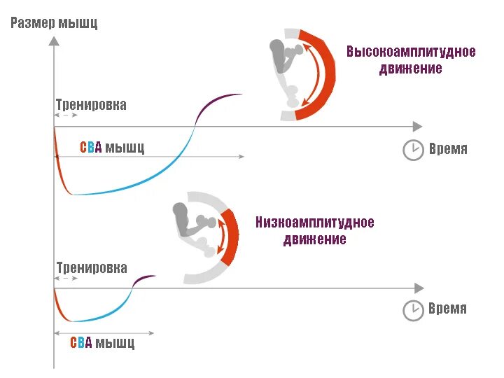 Амплитуда движений мышц. Амплитуда движения это. амплитуда движения мышц. амплитуда выполнения упражнений. амплитуда движений примеры.