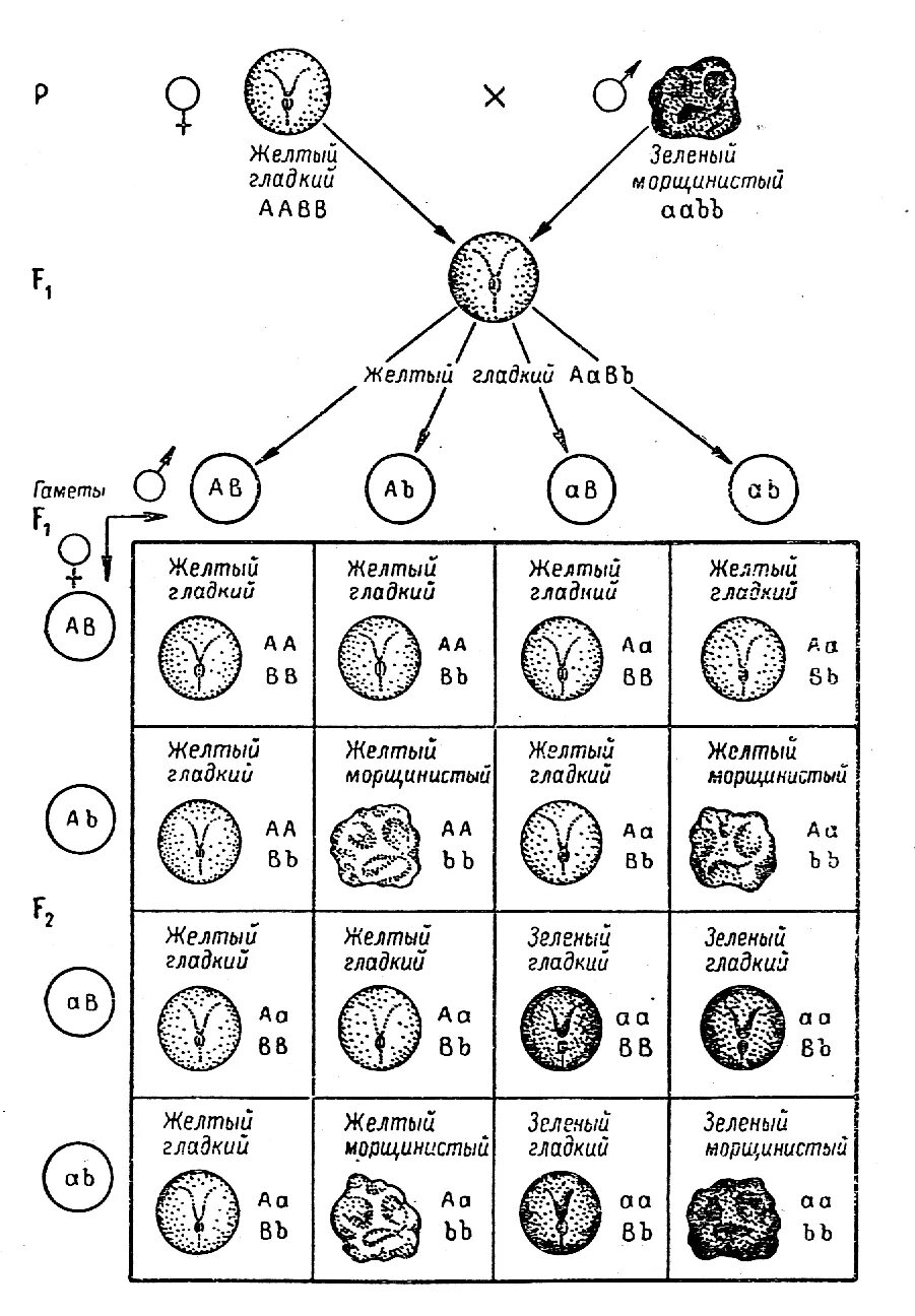 Гамет генотипа aabbcc. Схема дигибридного скрещивания. Схема дигибридного скрещивания гороха. Схема при дигибридном скрещивании. Дигибридное скрещивание схема.