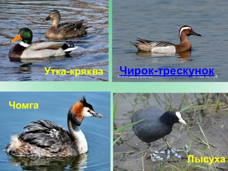 Занесена ли утка в красную книгу. Водоплавающие птицы россии. разновидности водоплавающих птиц. утки занесенные в красную книгу. утки занесенные в красную книгу россии.